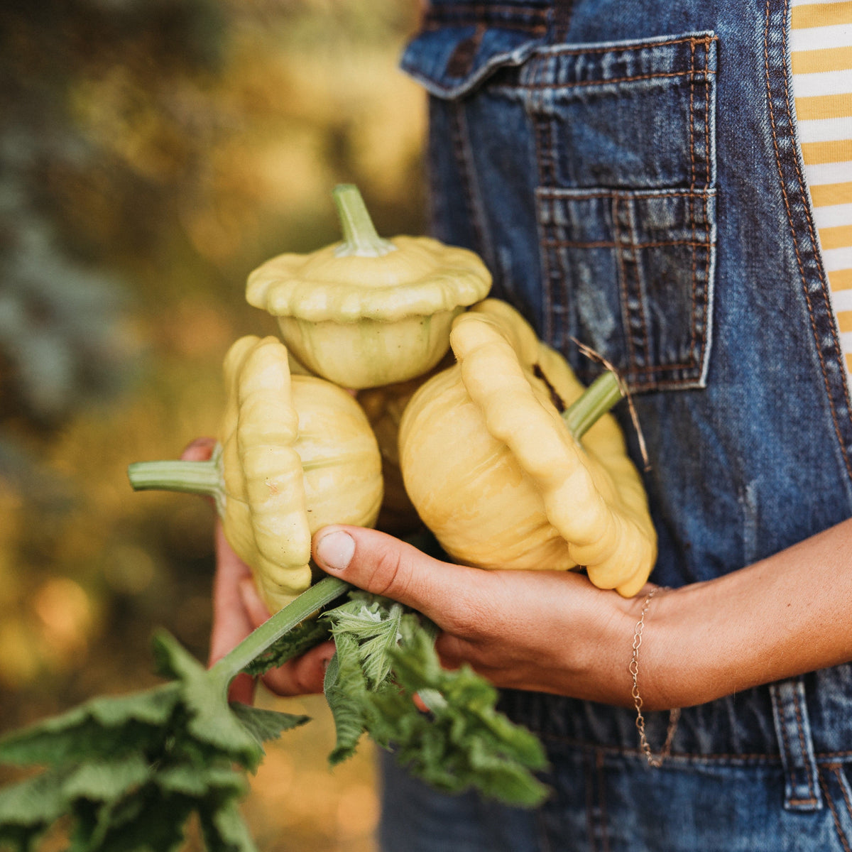 Gelber Englischer Custard Squash