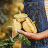 Gelber Englischer Custard Squash