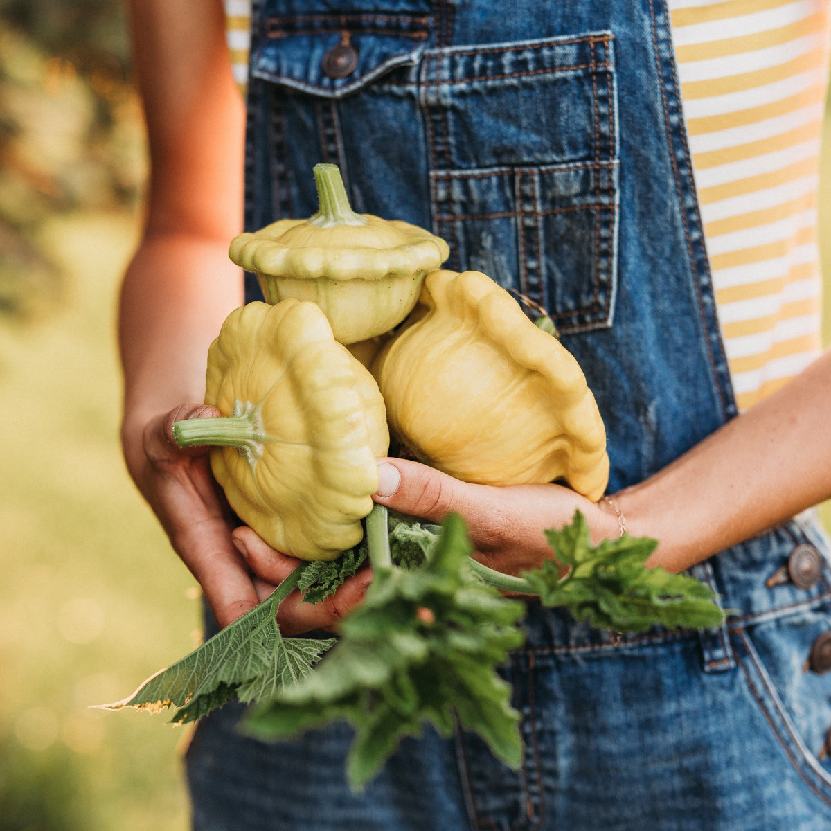 Gelber Englischer Custard Squash