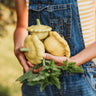 Gelber Englischer Custard Squash