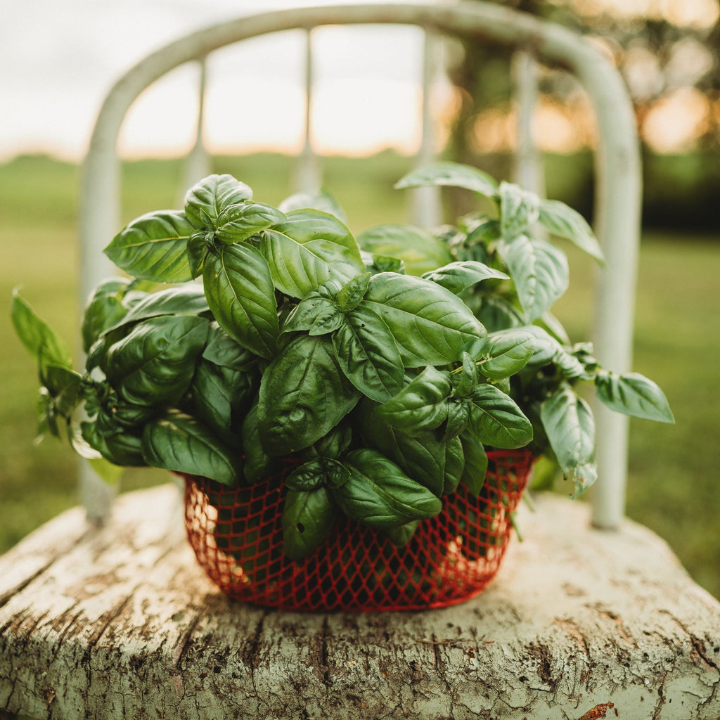 basil seeds for garden Genovese Basil