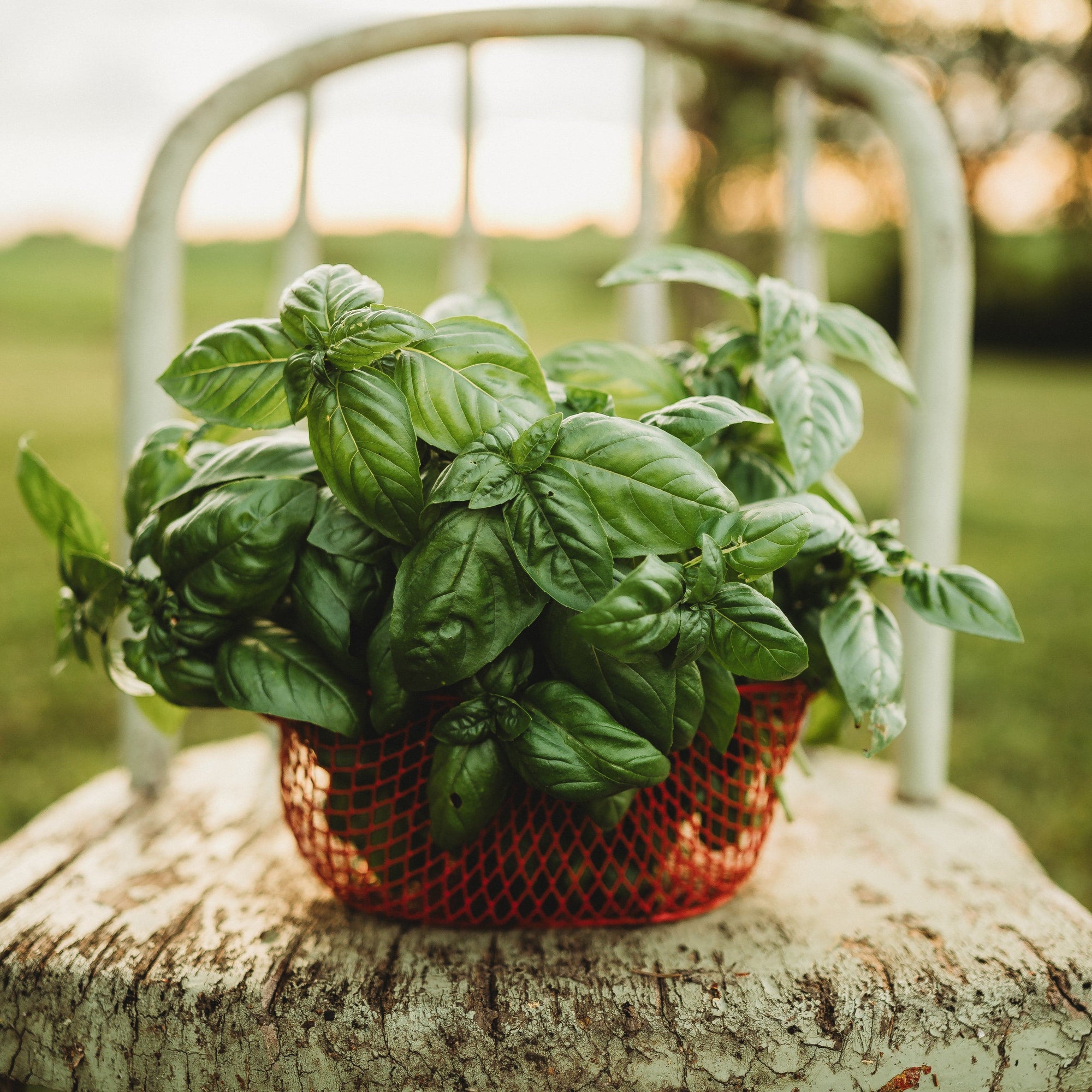 basil seeds from plant Genovese Basil
