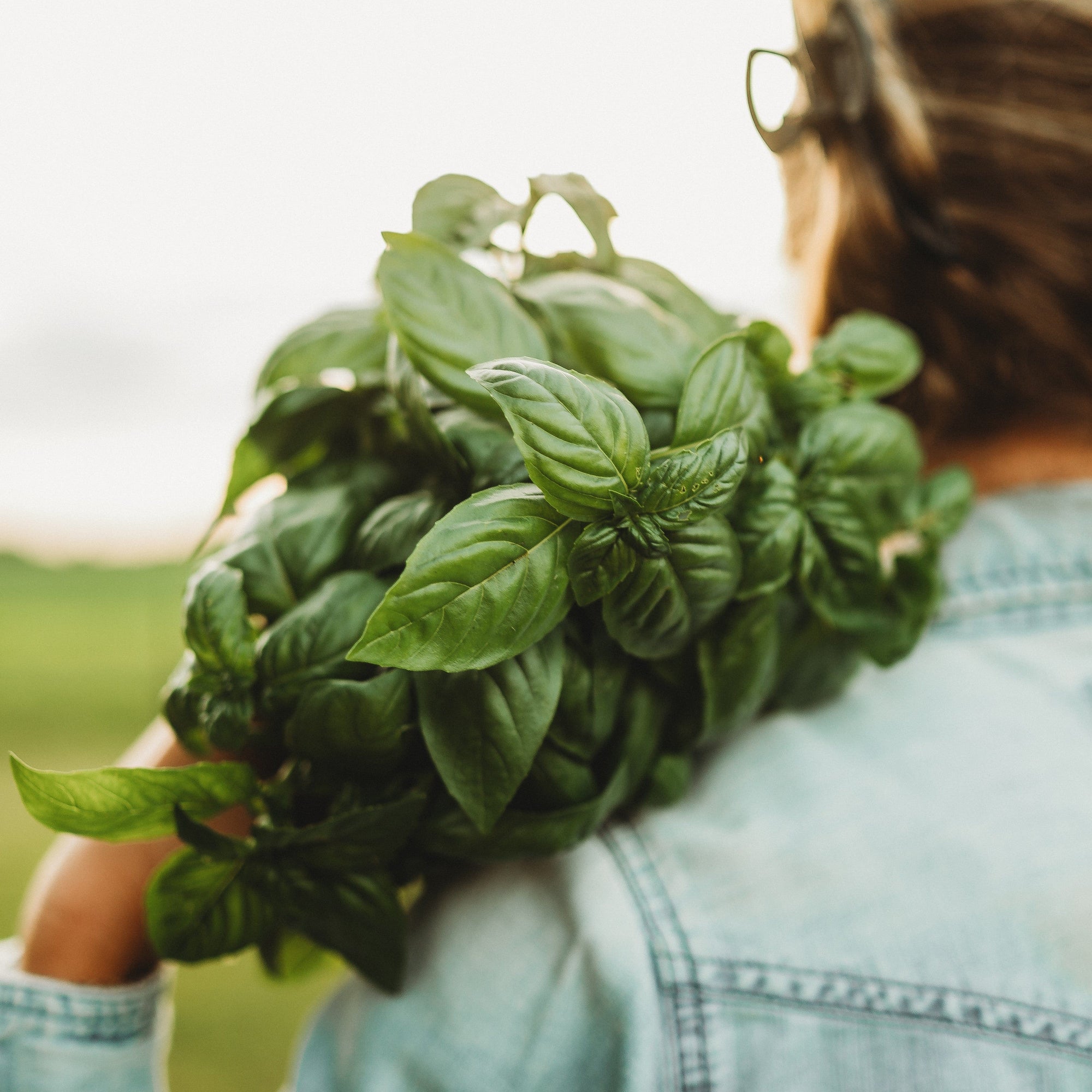 planting genovese basil seeds Genovese Basil