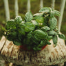 Genovese Basil