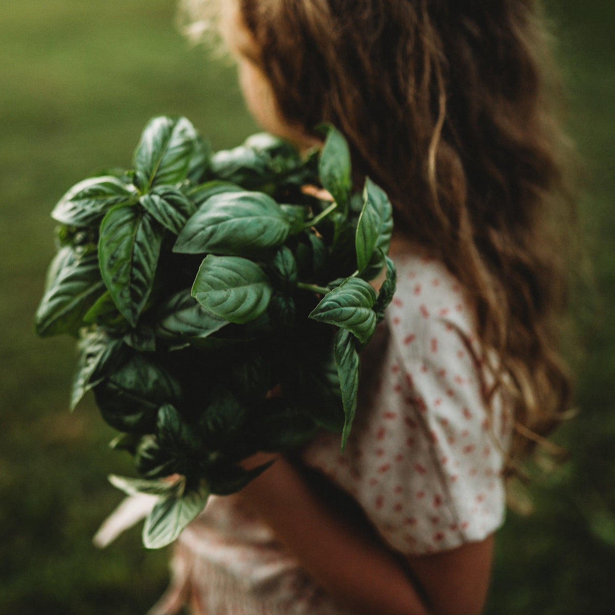 Genovese Basil