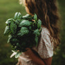 Genovese Basil