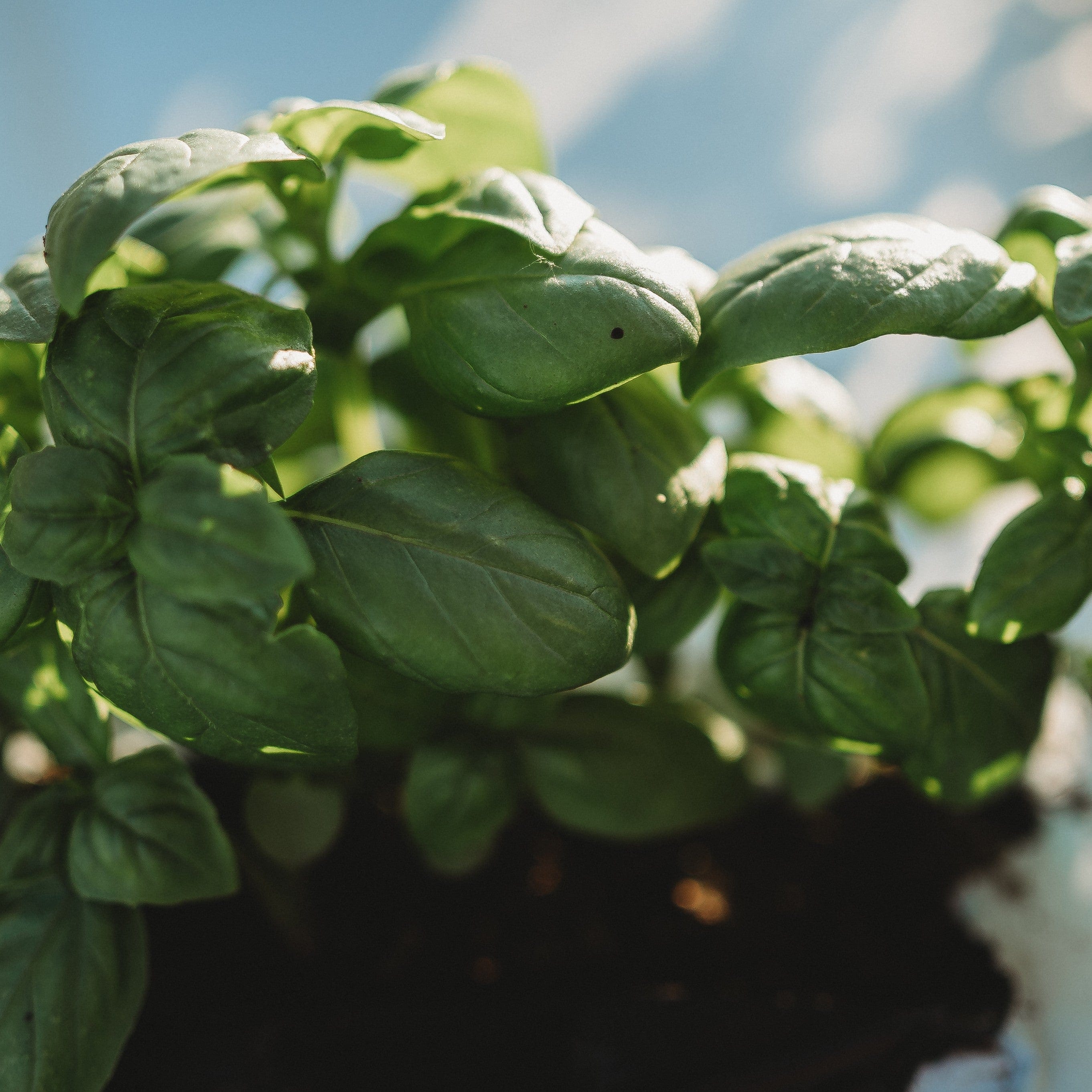 Genovese Basil - Thresh Seed Co.