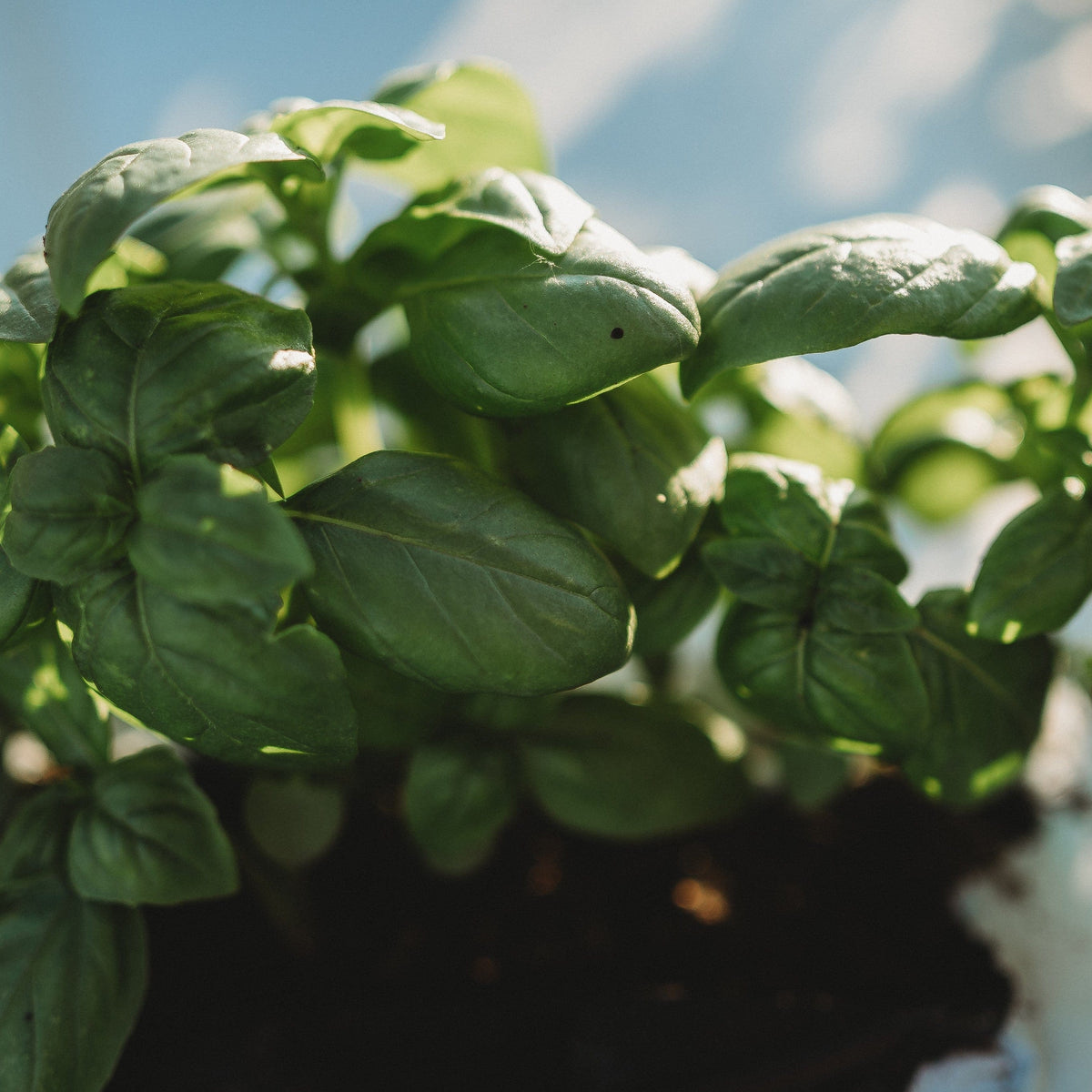 Genovese Basil