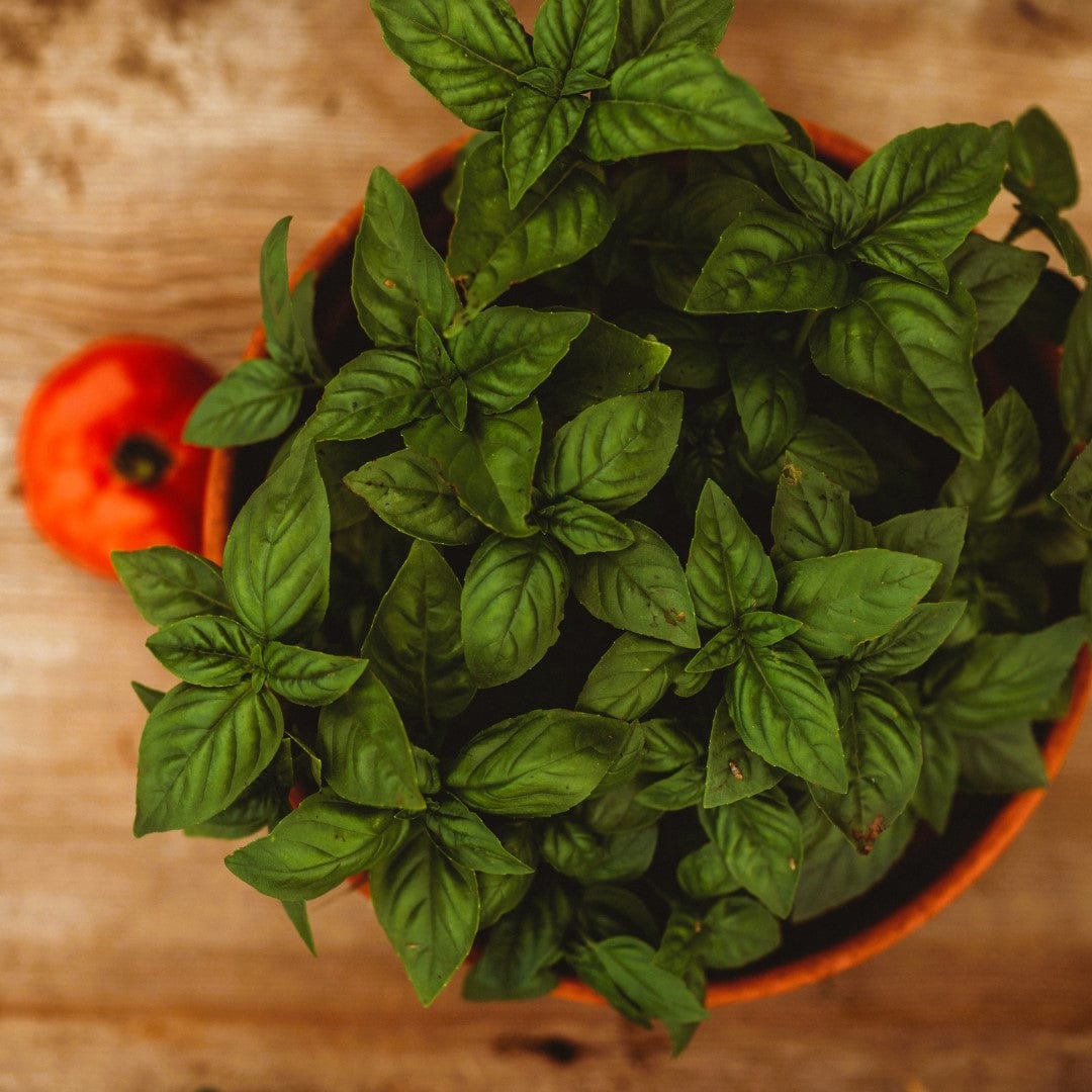Genovese Basil Seeds