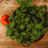 Genovese Basil Seeds