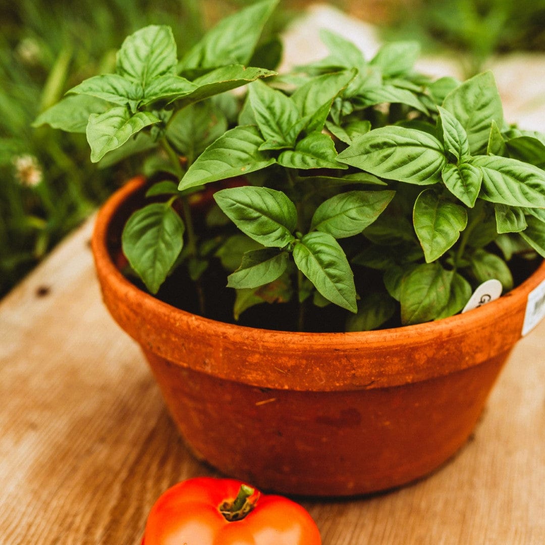 Genovese Basil Seeds