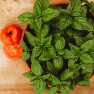 Genovese Basil