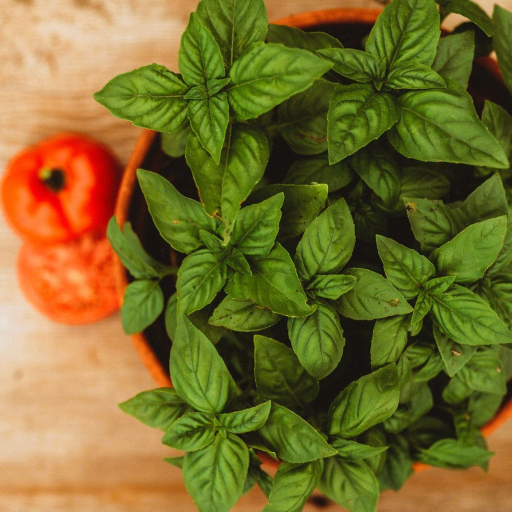 Genovese Basil Seeds