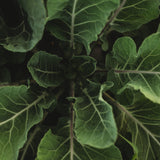 Georgia Southern Heirloom Collard Greens Seeds