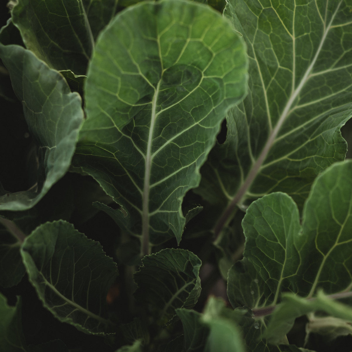 Georgia Southern Heirloom Collard Greens