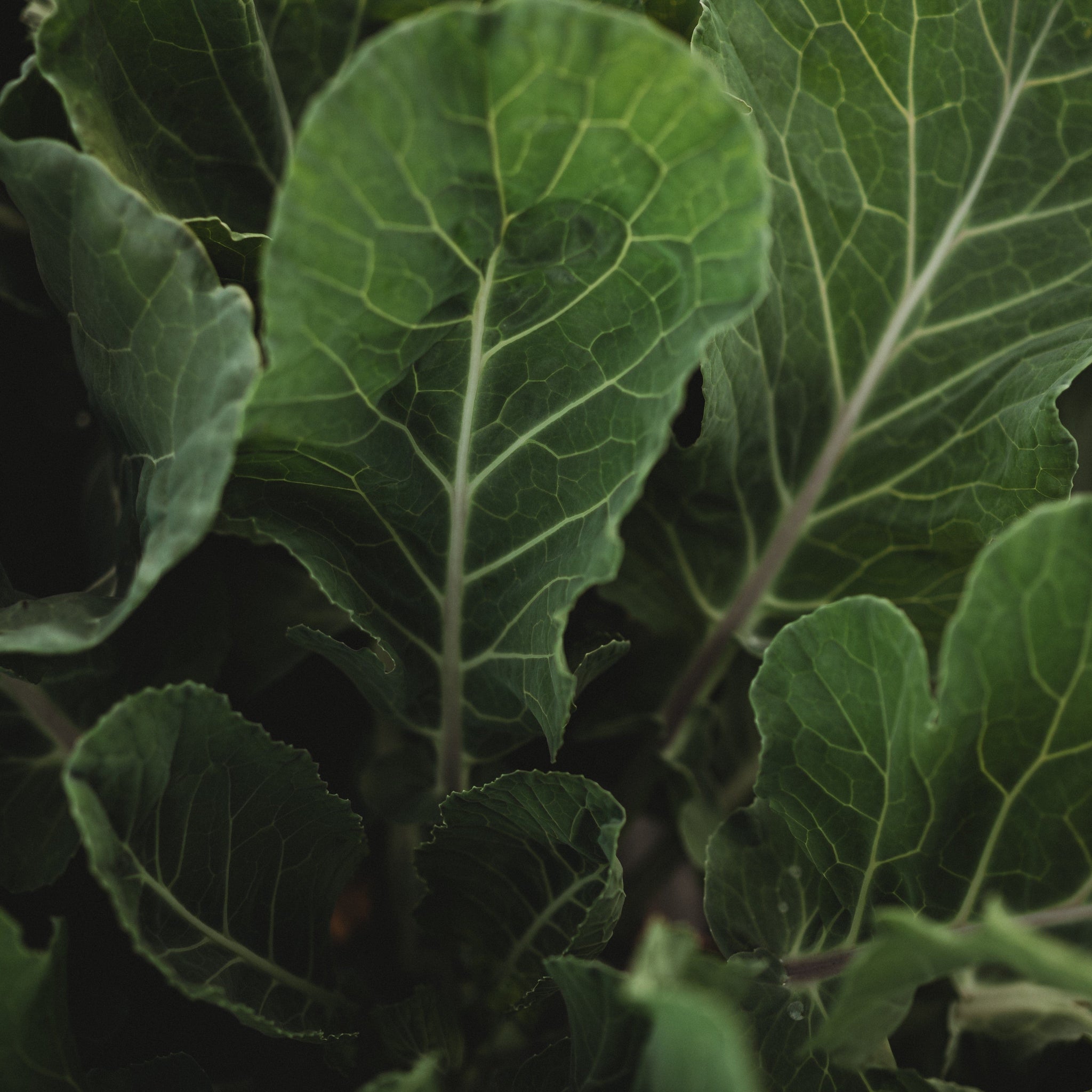 Southern Heirloom Collard Greens Thresh Seed Co.