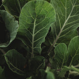 Georgia Southern Heirloom Collard Greens Seeds
