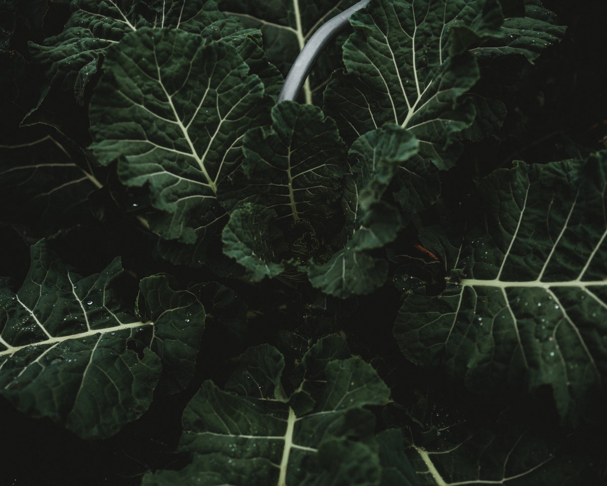 Georgia Southern Heirloom Collard Greens