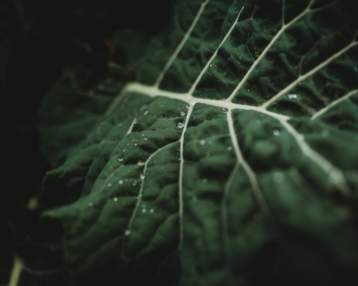 Georgia Southern Heirloom Collard Greens