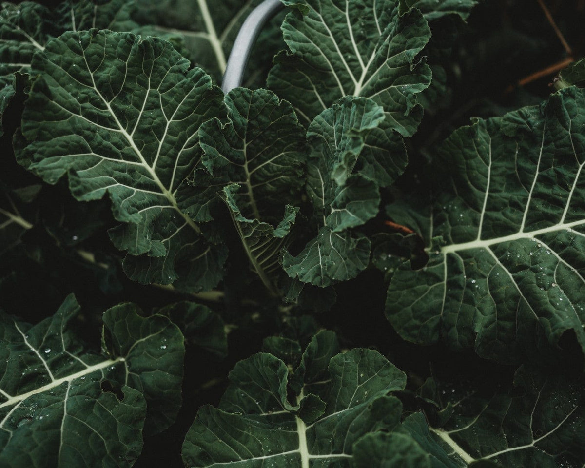 Georgia Southern Heirloom Collard Greens