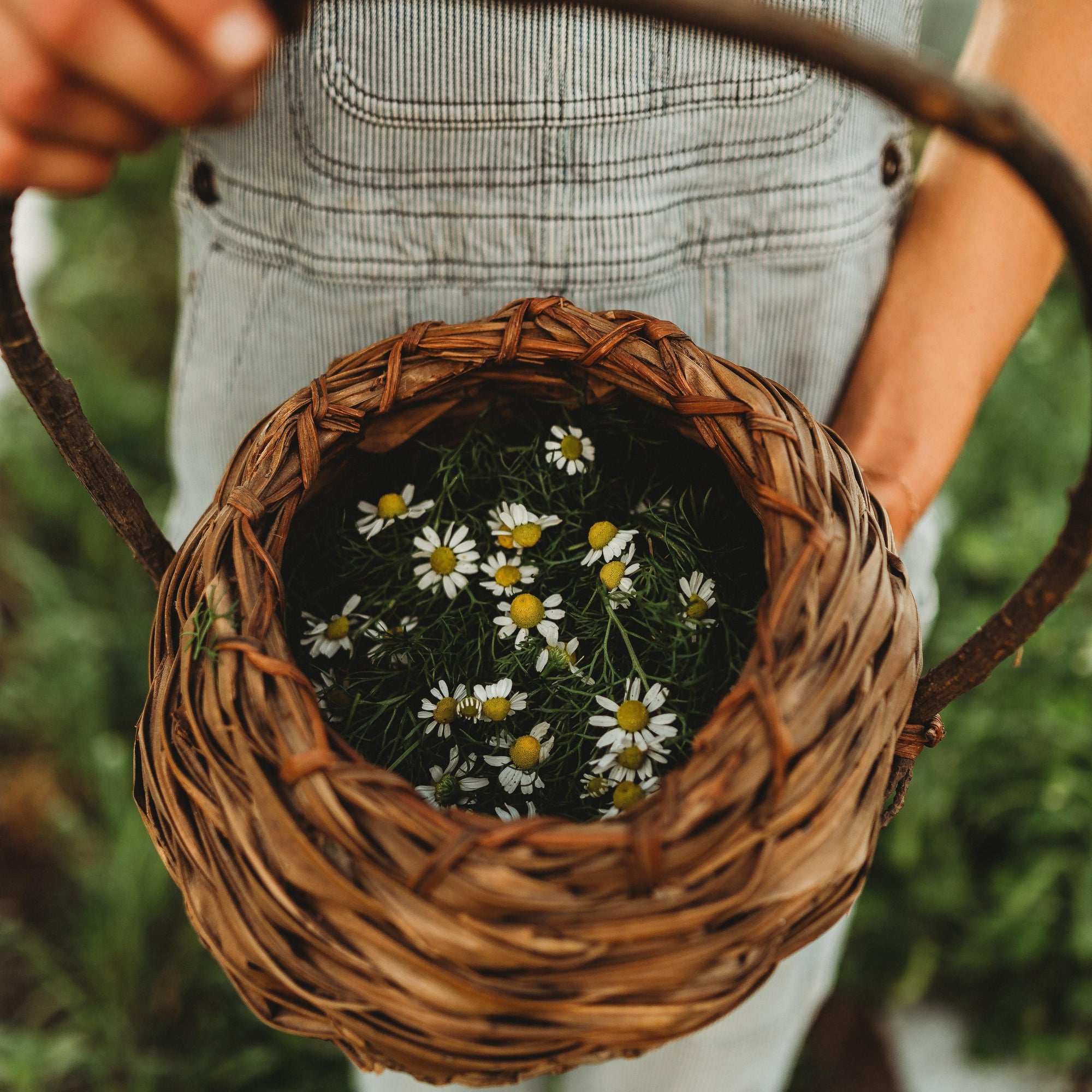 chamomile seeds from flower German Chamomile