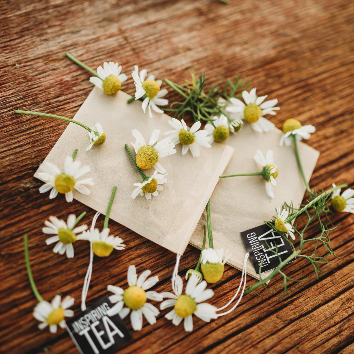 German Chamomile
