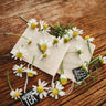 German Chamomile