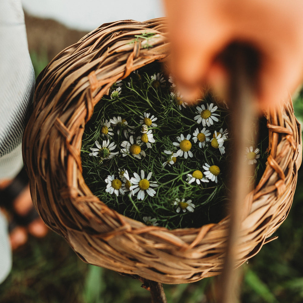 German Chamomile