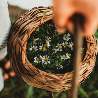 German Chamomile