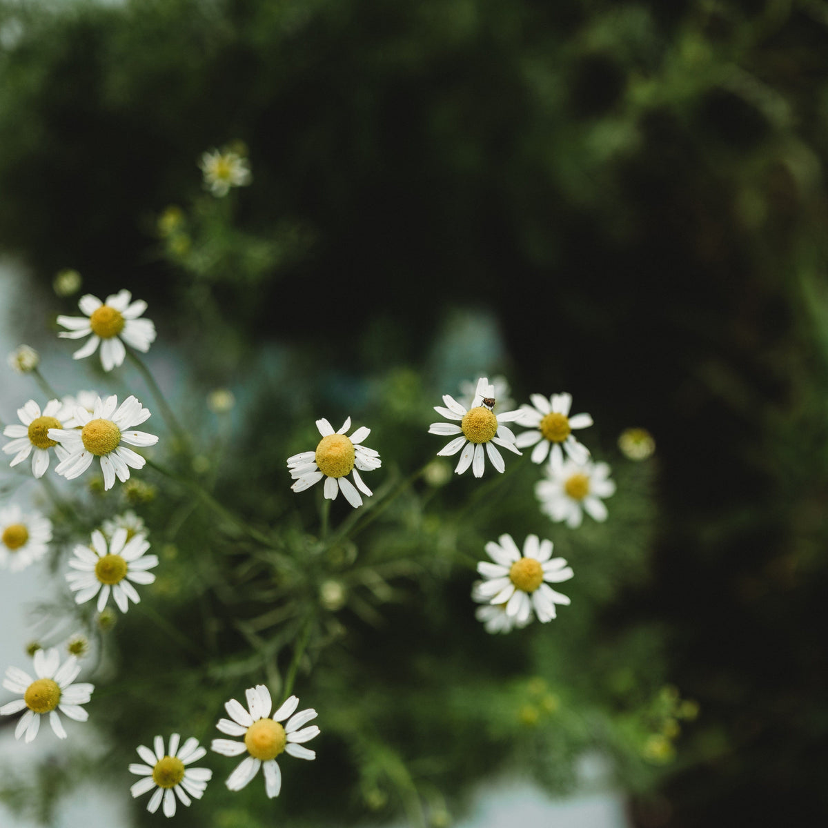 German Chamomile