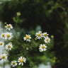 German Chamomile