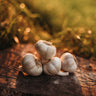German Extra Hardy Garlic
