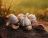 German Extra Hardy Garlic