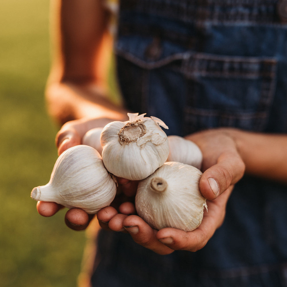 Heirloom Garlic - Thresh Seed Co.