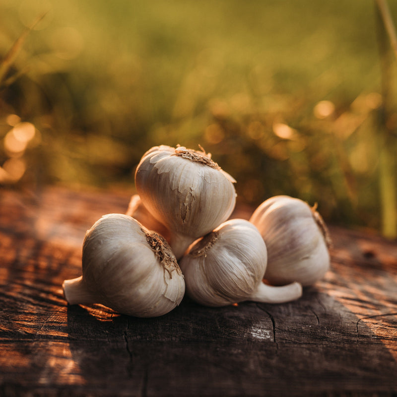 German Extra Hardy Garlic