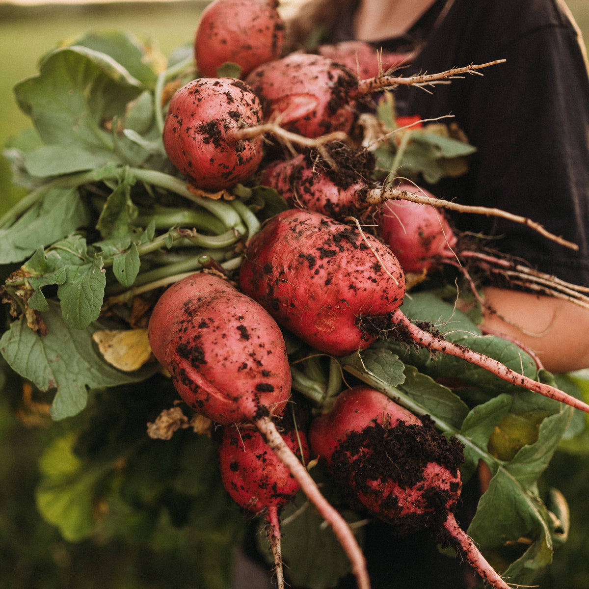 German Giant Radish