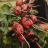German Giant Radish