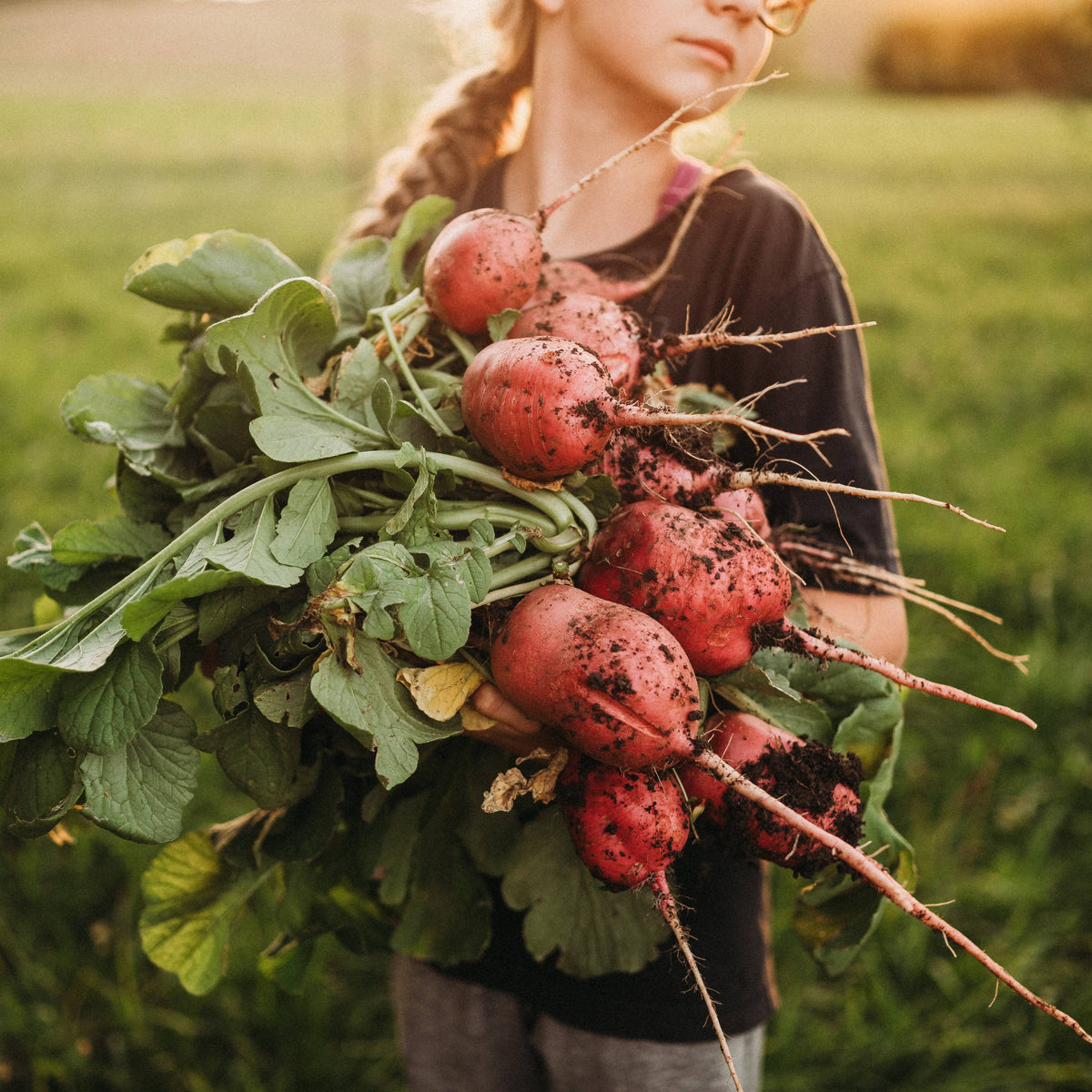 German Giant Radish