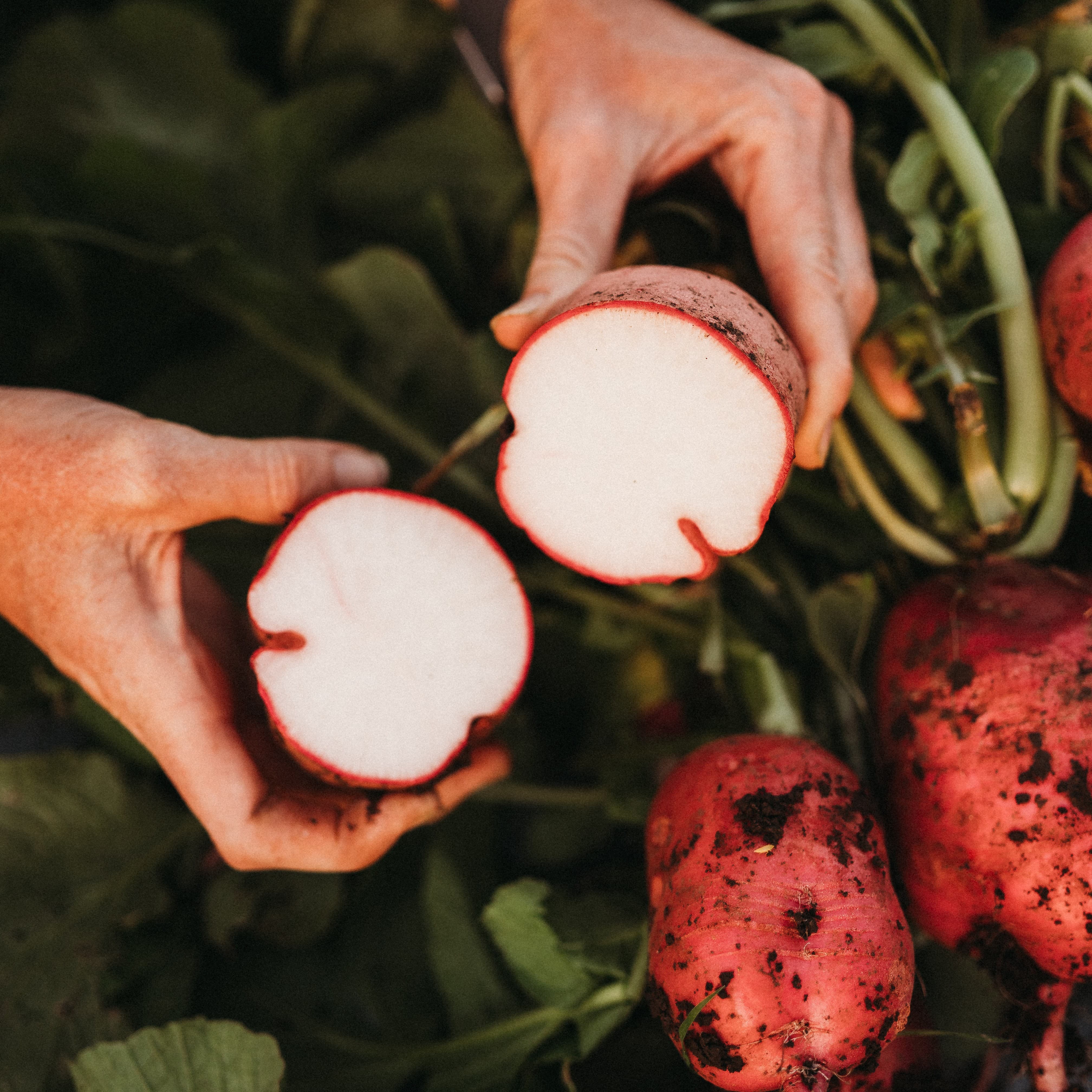 German Giant Radish - Thresh Seed Co.
