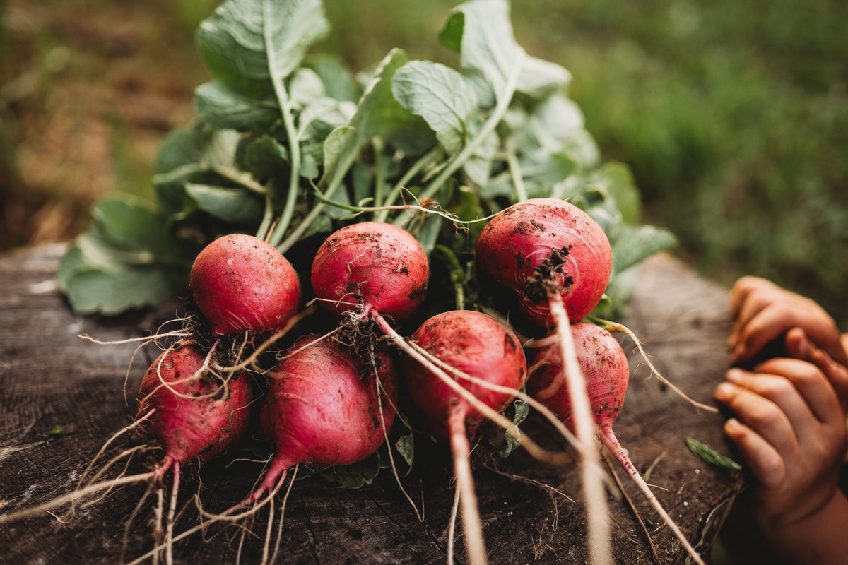 German Giant Radish