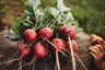 German Giant Radish