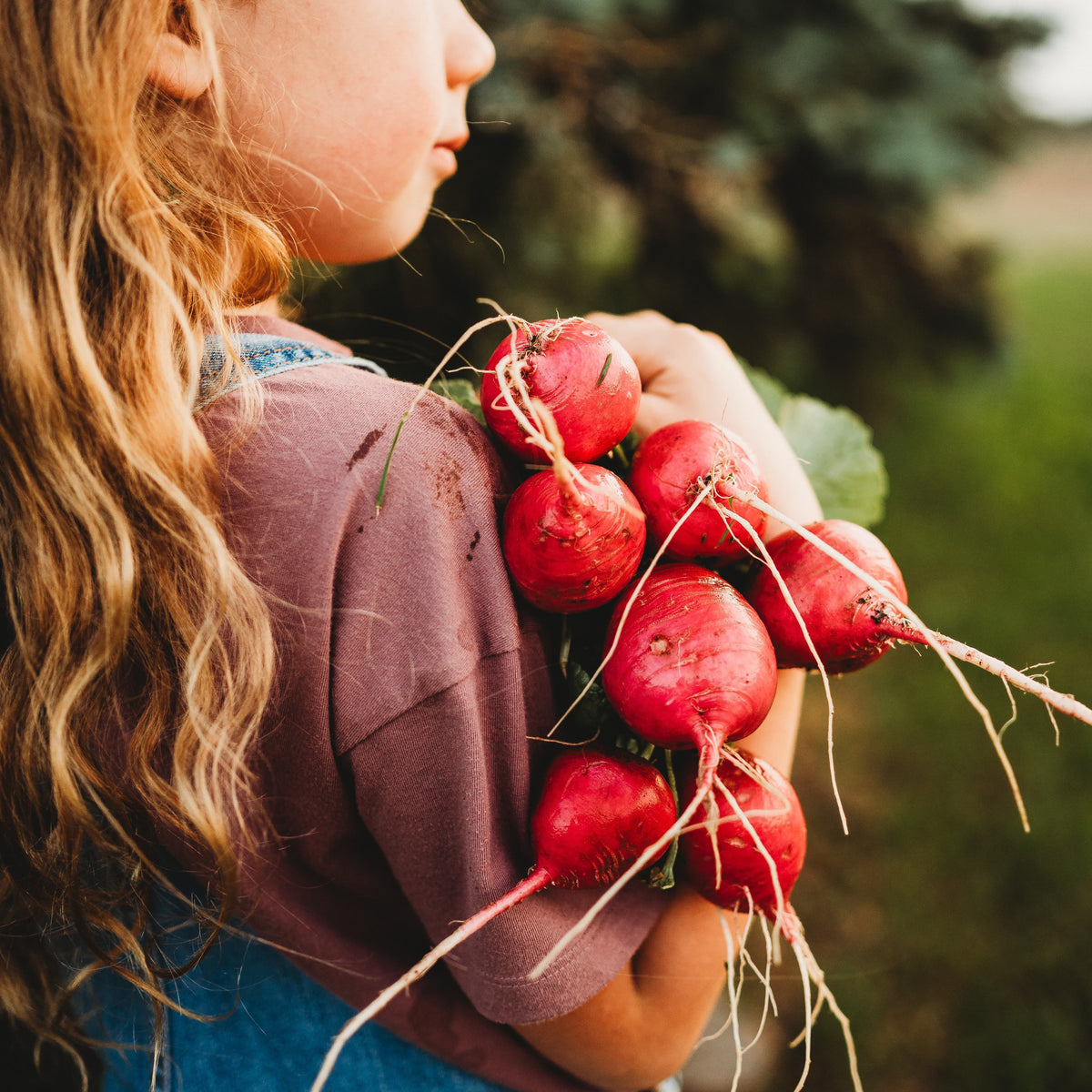 German Giant Radish