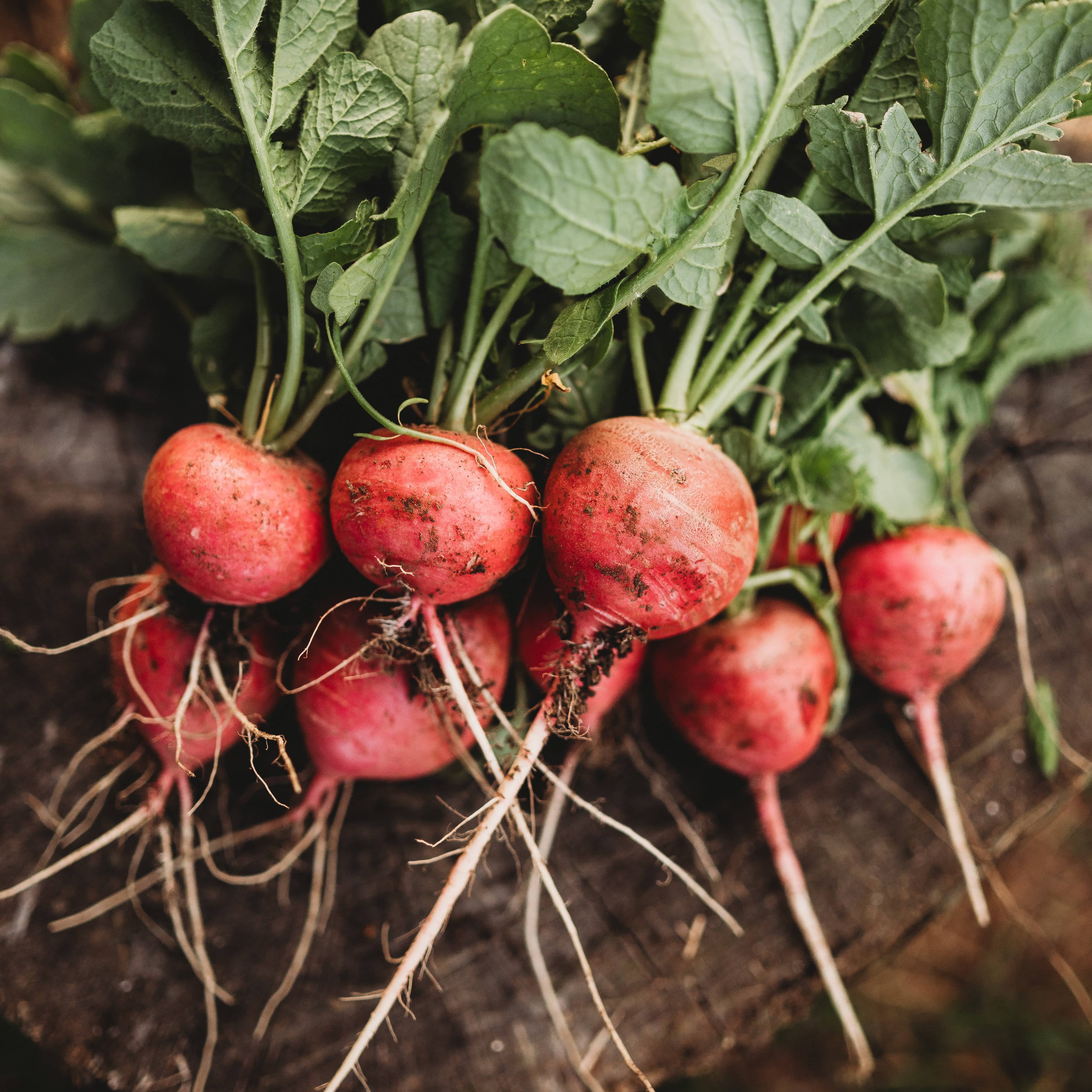 German Giant Radish - Thresh Seed Co.