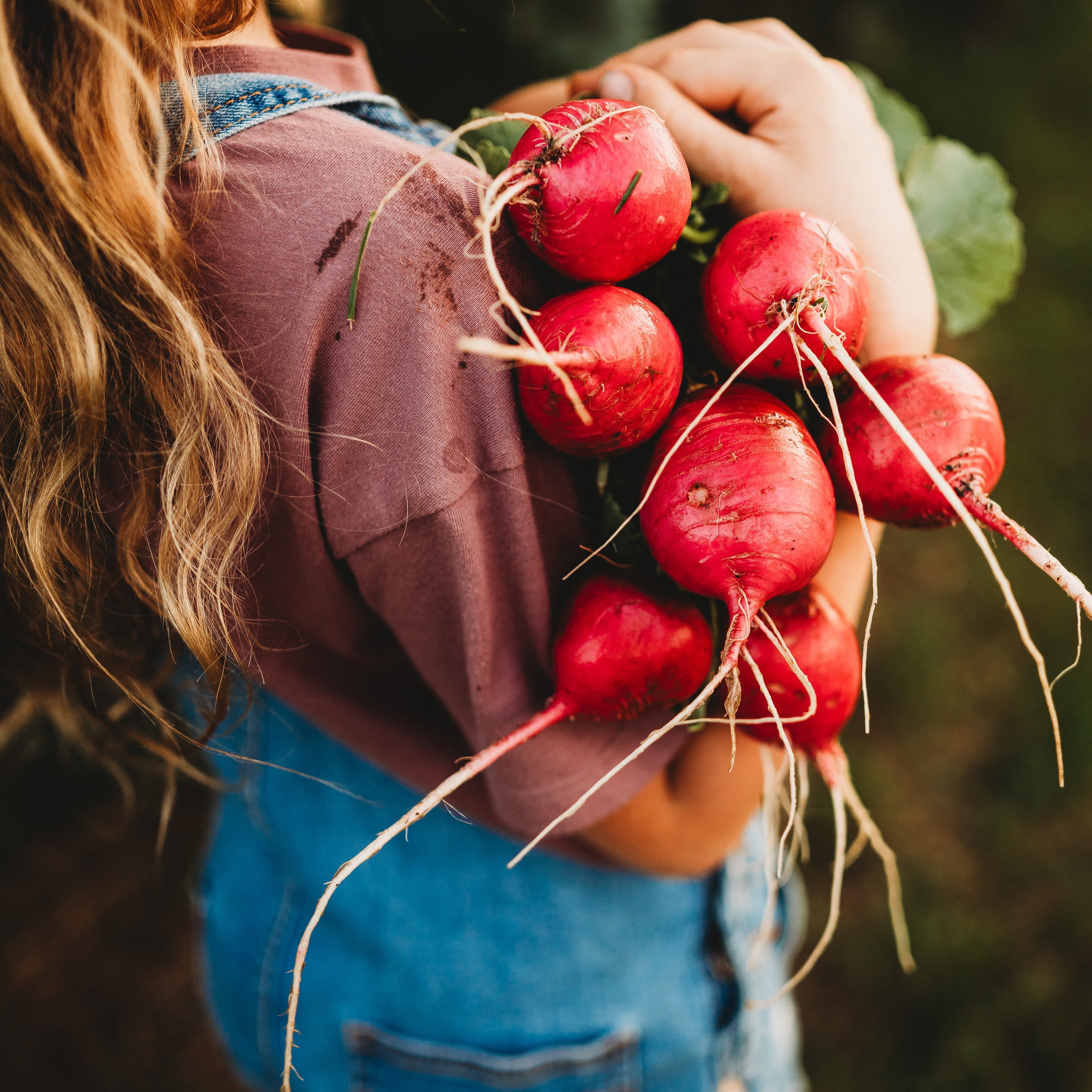 German Giant Radish - Thresh Seed Co.