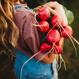 German Giant Radish