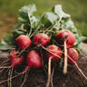 German Giant Radish