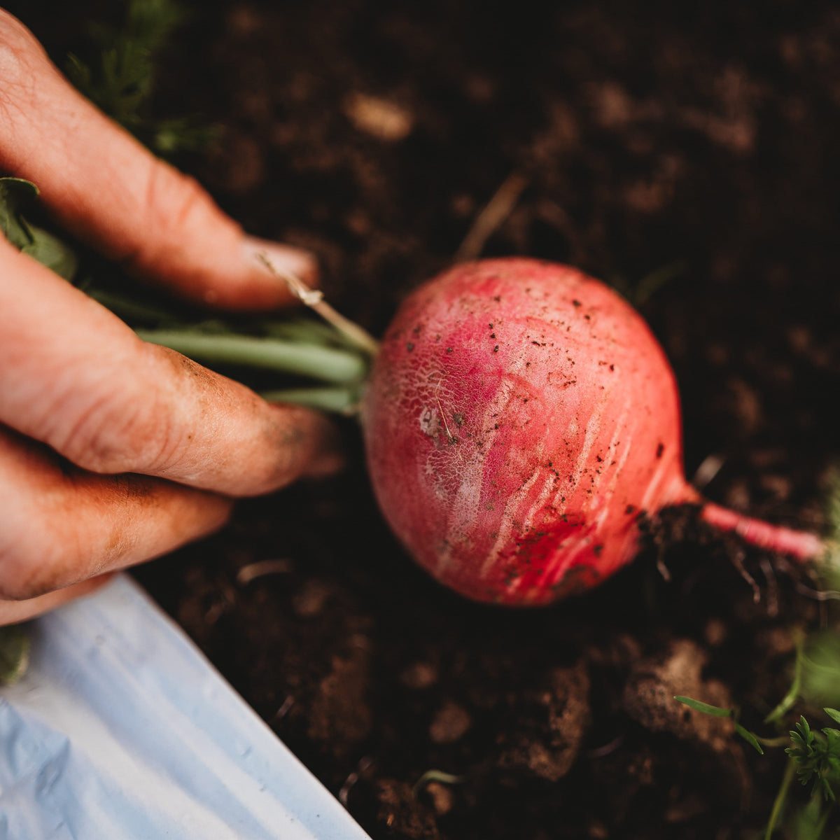 German Giant Radish