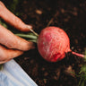 German Giant Radish