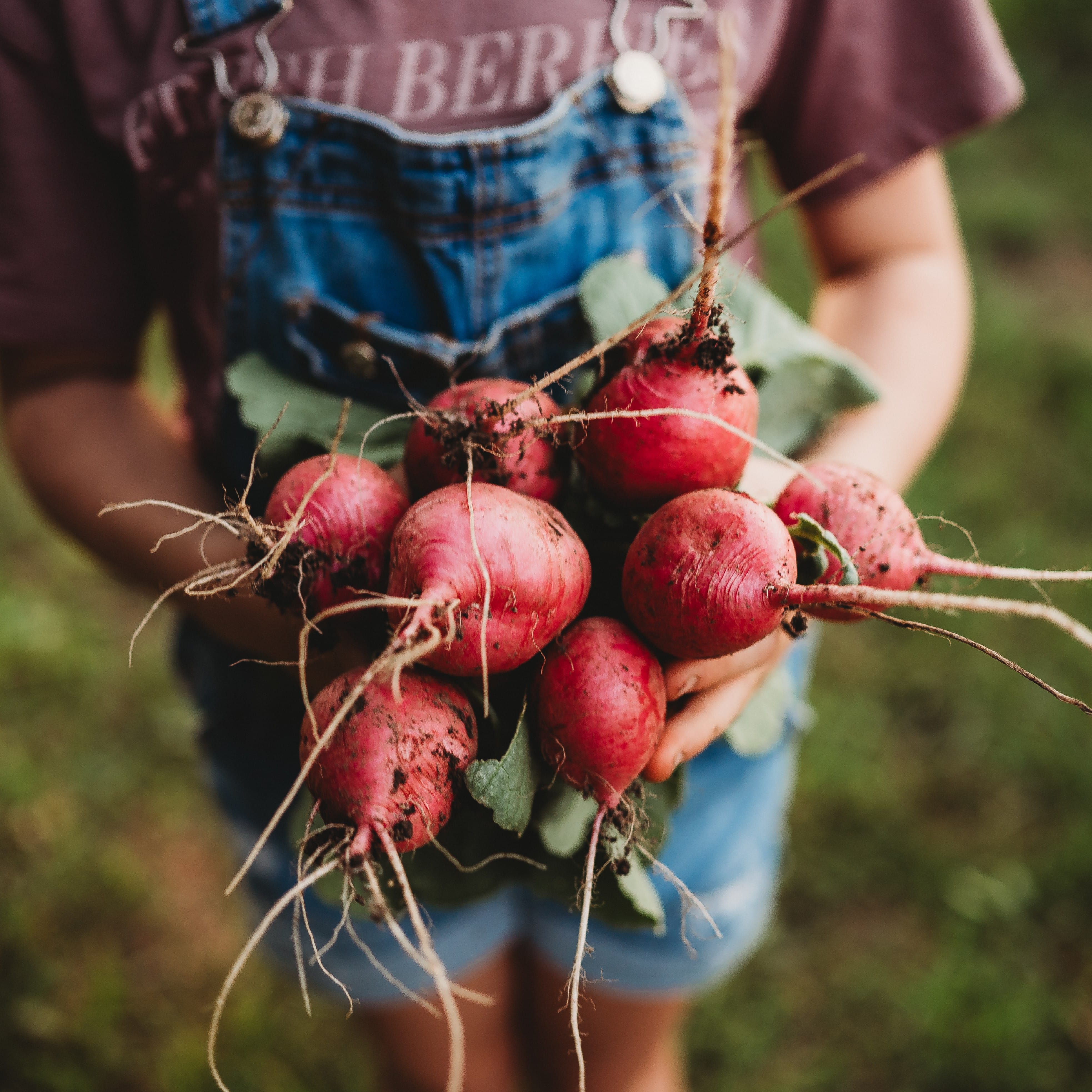 German Giant Radish - Thresh Seed Co.