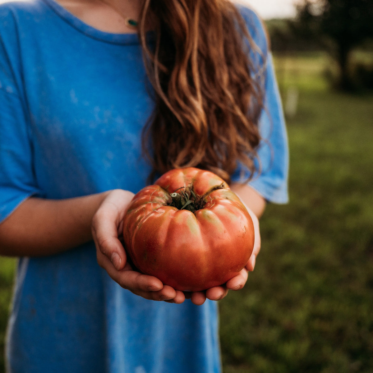 German Pink Tomato